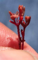 Crassula aquatica