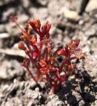 Crassula aquatica