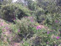 Malacothamnus palmeri