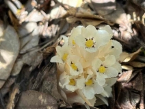 Pityopus californica