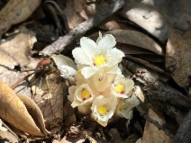 Pityopus californica