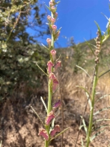 Antirrhinum virga