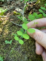 Lathyrus torreyi