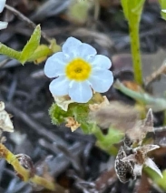 Plagiobothrys chorisianus var. hickmanii