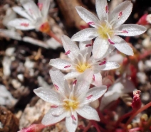 Lewisia triphylla