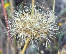 Microseris paludosa
