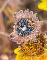Lasthenia conjugens