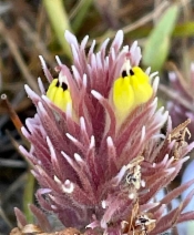 Castilleja ambigua ssp. insalutata