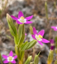 Zeltnera davyi