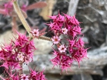 Chorizanthe douglasii