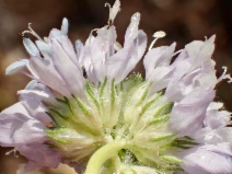 Gilia capitata ssp. abrotanifolia - Calflora