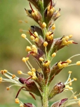 Amorpha californica var. californica