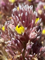 Castilleja ambigua ssp. insalutata