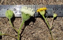 Chaenactis artemisiifolia