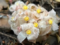 Hemitomes congestum