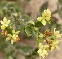 Galium californicum