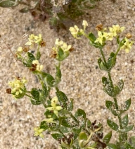Galium californicum ssp. maritimum