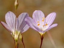 Leptosiphon liniflorus