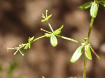 Galium porrigens var. porrigens