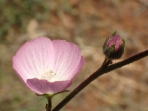 Sidalcea malviflora ssp. malviflora