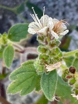 Phacelia grisea