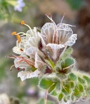 Phacelia grisea