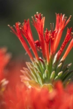 Monardella macrantha