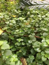 Chrysosplenium glechomifolium