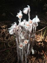Monotropa uniflora