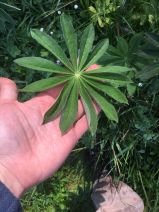 Lupinus polyphyllus var. polyphyllus