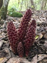 Kopsiopsis strobilacea