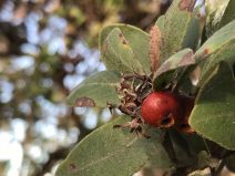 Arctostaphylos tomentosa ssp. tomentosa