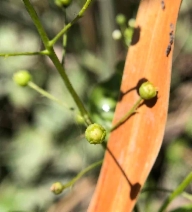 Samolus parviflorus