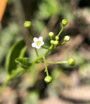 Samolus parviflorus