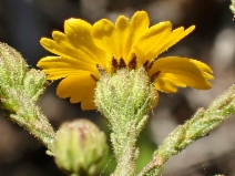 Deinandra paniculata