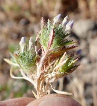 Navarretia mitracarpa