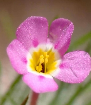 Linanthus ciliatus