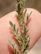 Deinandra paniculata