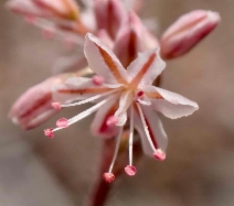 Eriogonum gracile