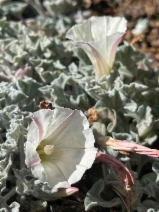 Calystegia collina ssp. oxyphylla