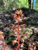 Corallorhiza maculata var. occidentalis