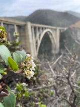 Arctostaphylos crustacea ssp. rosei