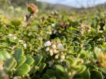 Arctostaphylos edmundsii