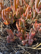 Malephora crocea