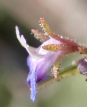 Collinsia parviflora