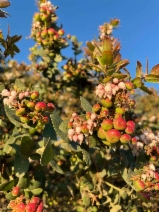 Arctostaphylos pajaroensis