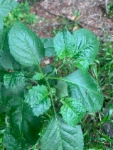 Solanum nigrum