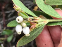 Arctostaphylos pumila