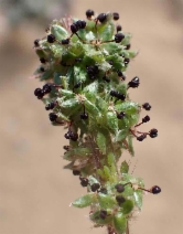 Acaena pinnatifida var. californica