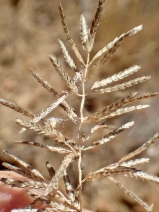 Eragrostis mexicana ssp. virescens